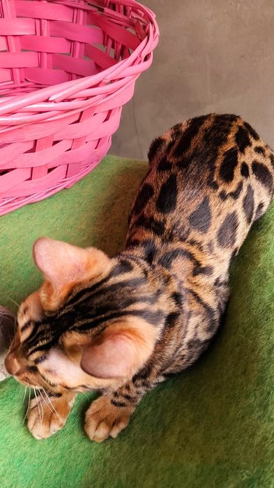 Бенгальская Леопардиха- 3.5 месяца