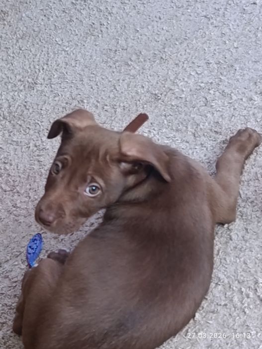 Питбулька,шоколадная девочка с красивыми глазами.35000