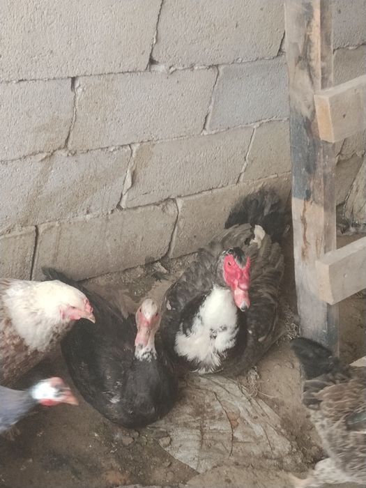 Продам индюк индоутка дакан