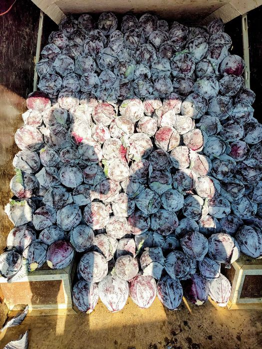 Varza Rosie pt consum in stare proaspata si depozitare!