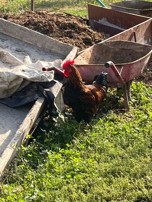 Продам молодых петухов