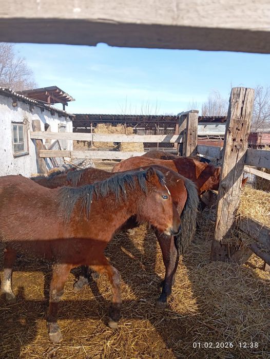 Продам жеребцов оптом на откорме .