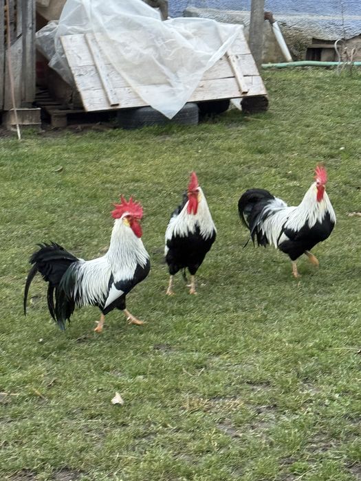 Cocosi Italieni Argintii de vanzare