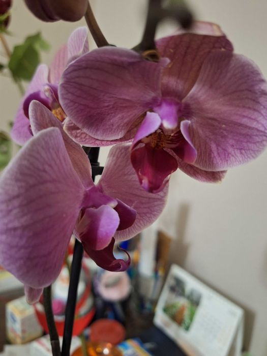 Орхидеи в саксия