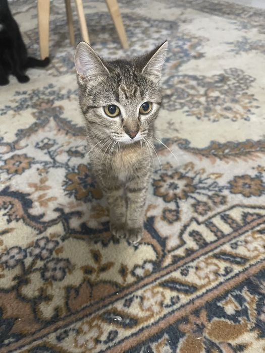 Котенок в добрые руки