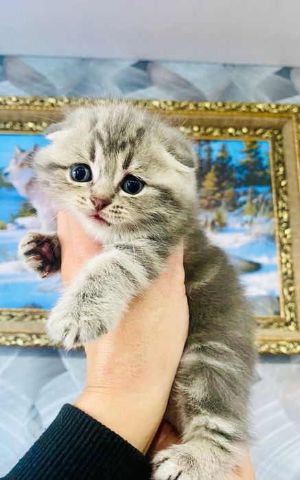 Вислоушки поюшки