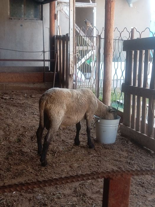 ҚОШҚАР ҚОЙ токты Гемпшир баран овцы