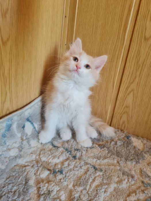 Котёнок в добрые и ответсвенные руки