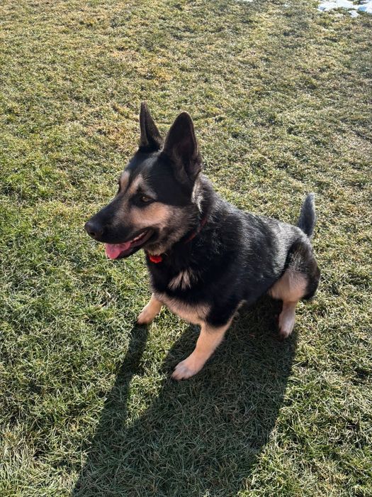 Продам ВЕО девочка