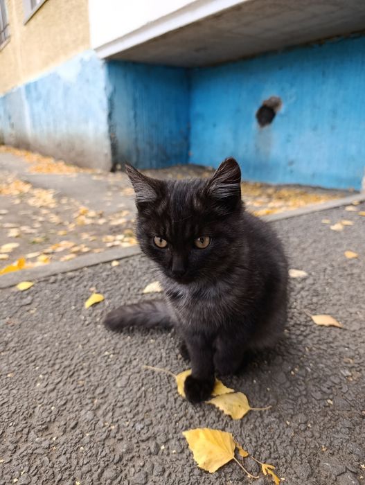 Котик,молодой котёнок