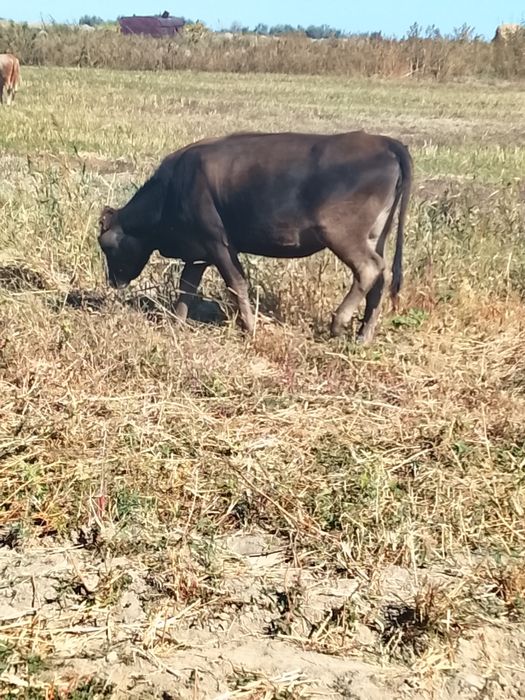 Продам тёлочек стельная ручная.