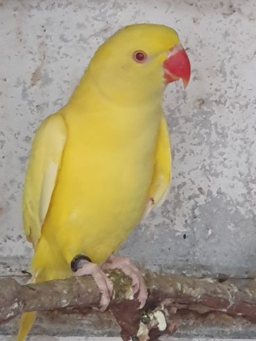 Продавам папагали