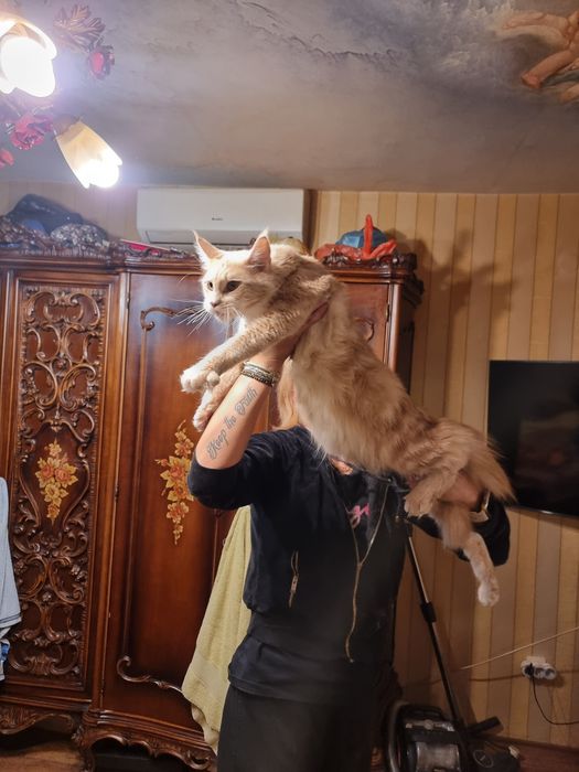 Мейн куун котета