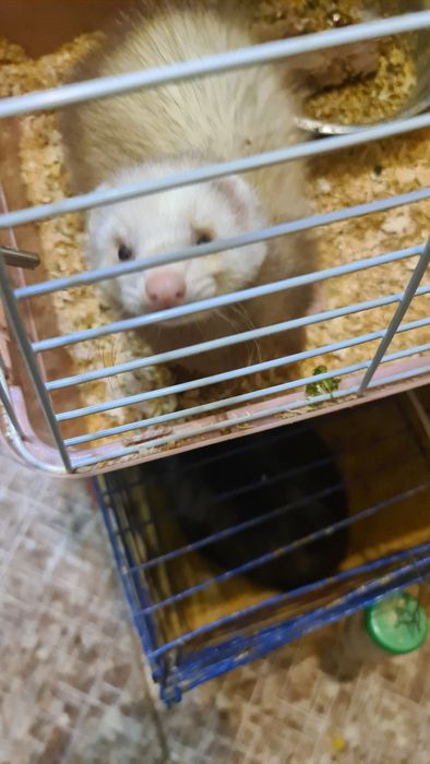 Продам хорька самка цвет шампанского