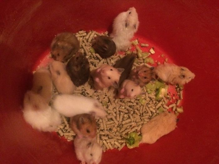 Хомяки домашние !