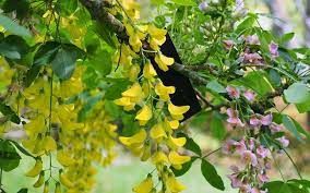 Pomi ornamental  salcamul lui adam bicolor