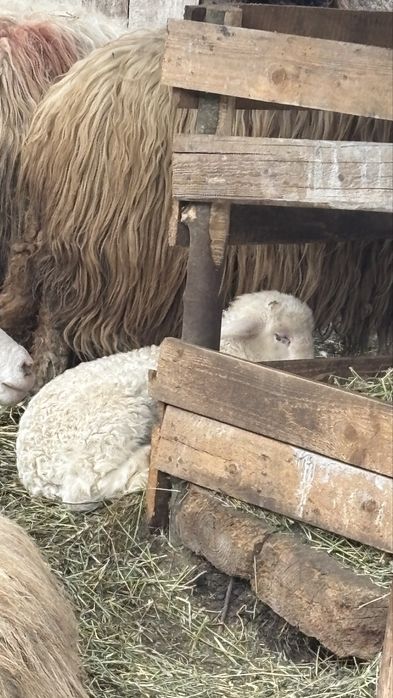 Vand doi miei buni de sacrificat sau de tinut