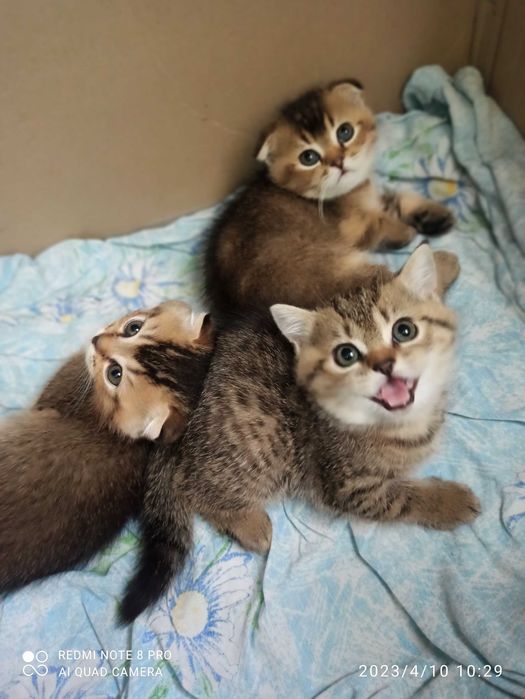 Шотландская вислоухая Фолд Страйт 2 месяца