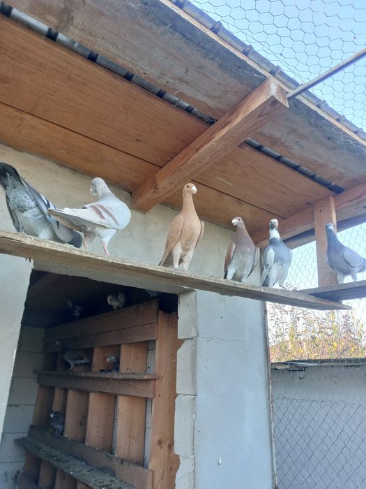 De vânzare voiajori  germani