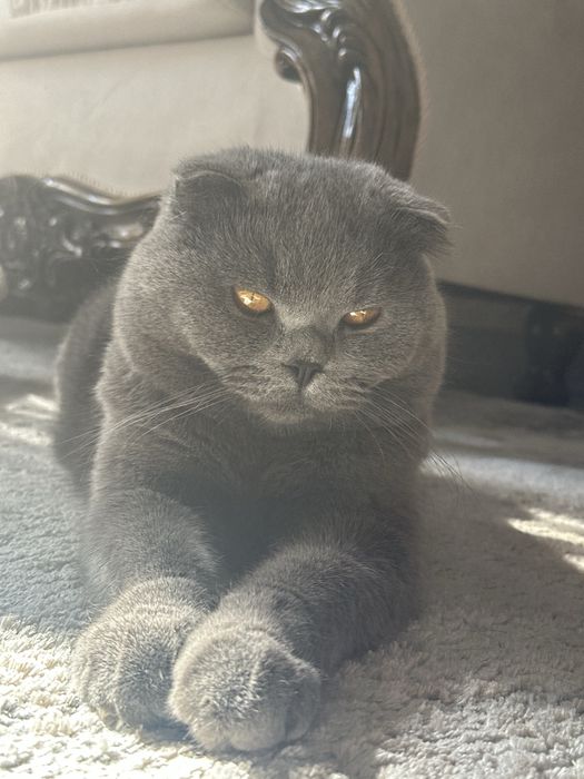 Потерялся кот, нашедшему гарантировано есть вознограждение большое