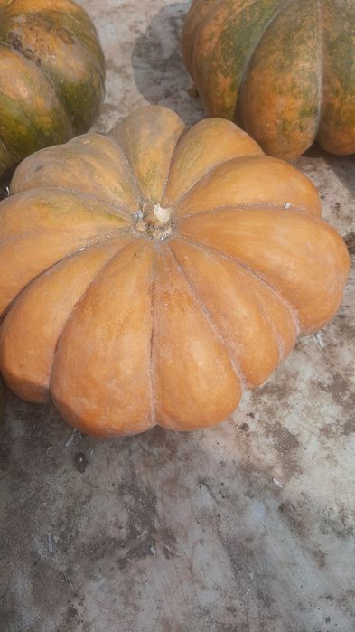 Продам! Тыкву  Американка