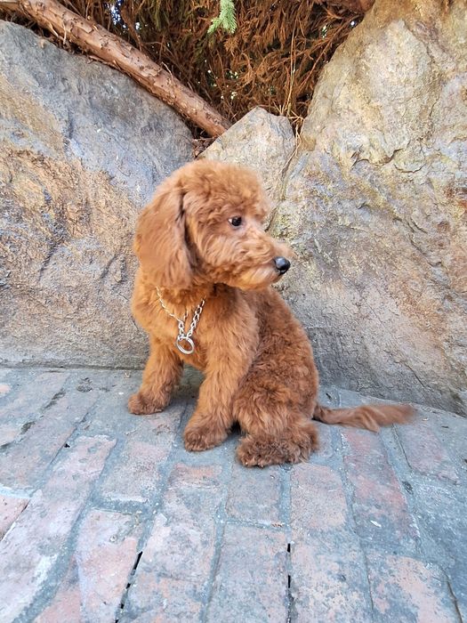 Pudel/caniche mascul