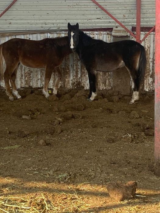 Жылқы сатамын семіз, ложади