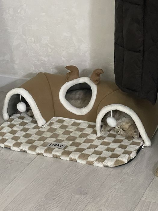 Отдам кошку британку окрас шиншилла