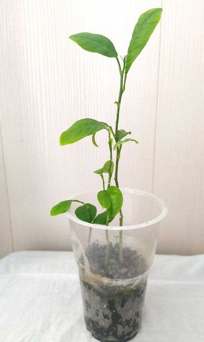 Лимоны за стакан