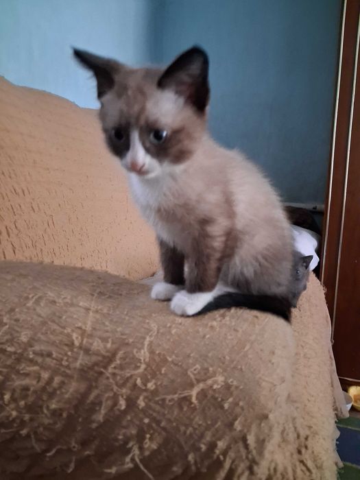 Отдам в хорошие руки
