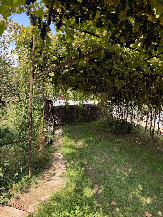 Casa traditionala cu teren de 1.600 mp, livada si vita-de-vie – Garlenii de Sus, Bacau