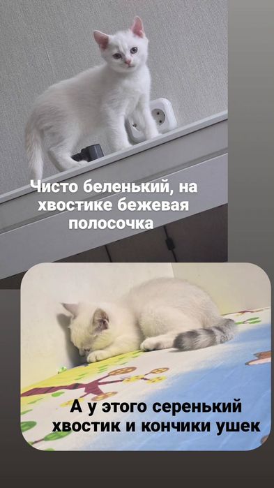 Котята породы Скоттиш-страйт