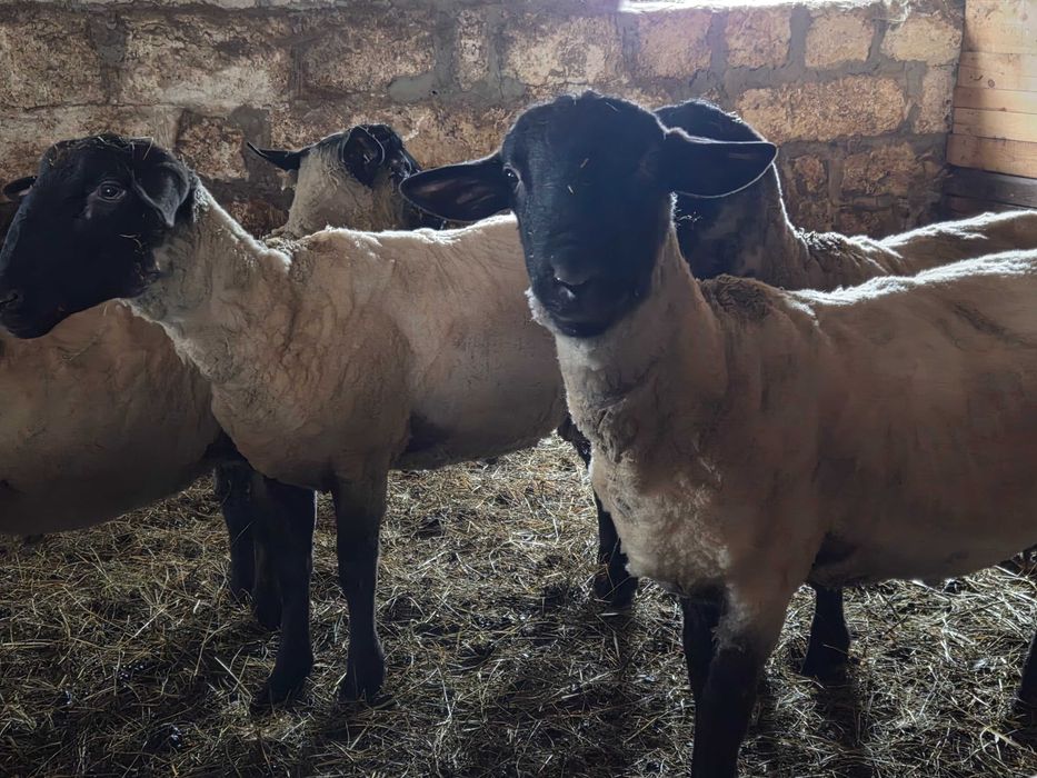 Berbeci Suffolk de vânzare