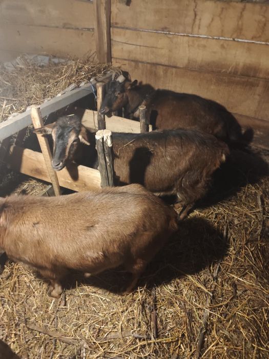 Vad capre (alpine )!