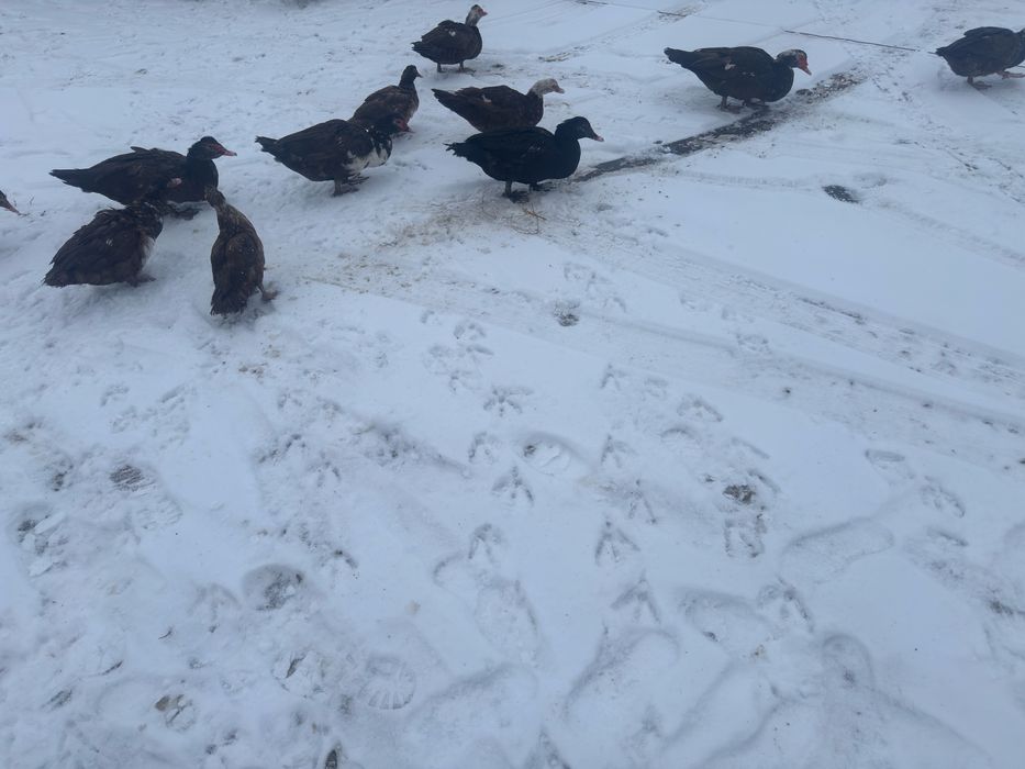 Продам индоутки домашние