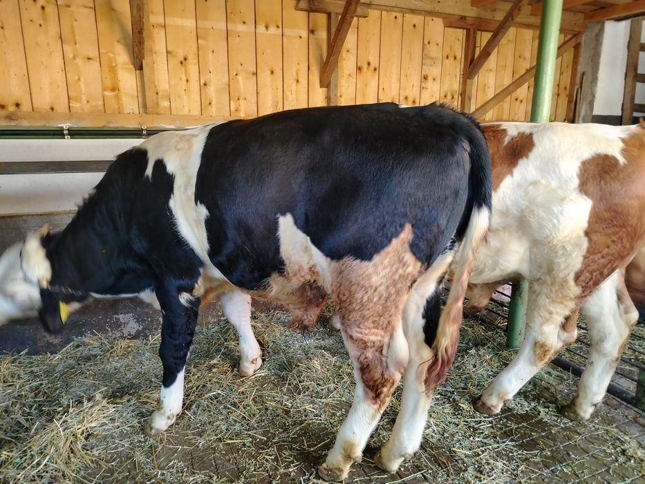 Bălțat pe negru de vânzare..