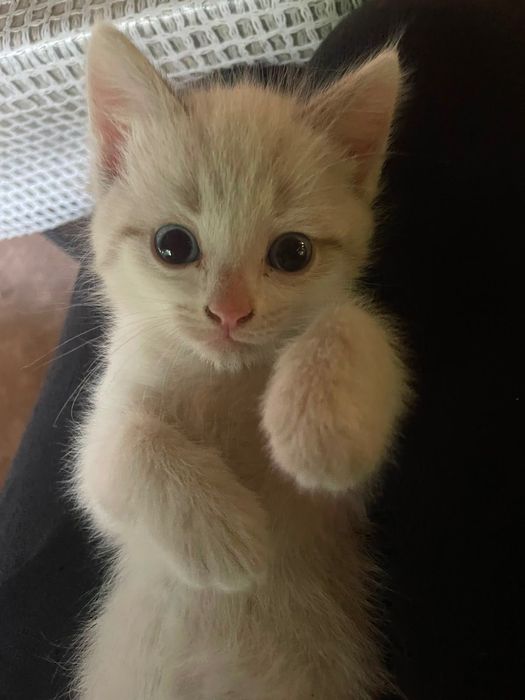Котенок  ищет дом и ласковые руки