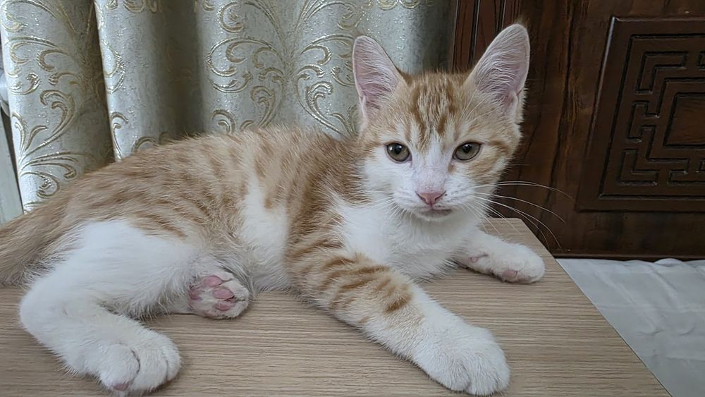 Отдам бесплатно котёнка в добрые руки