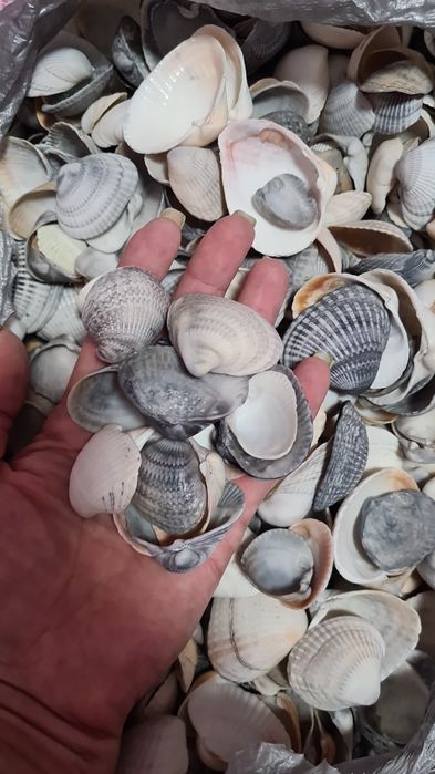 Ракушки ракушки продам