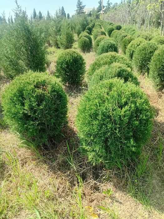 Archa ko'chat va daraxtlat