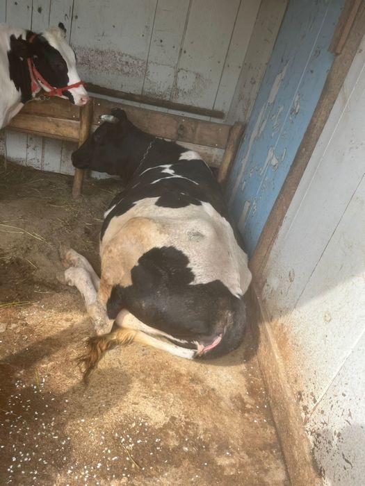 Vând vaca.    .         .