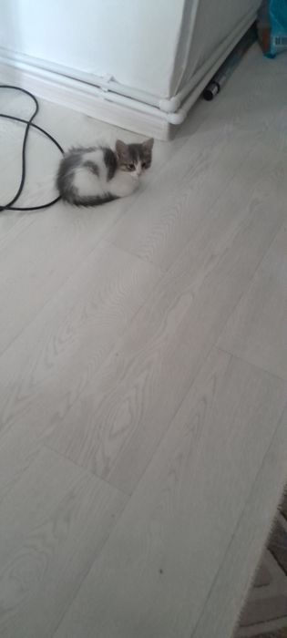 Отдам даром кошечку