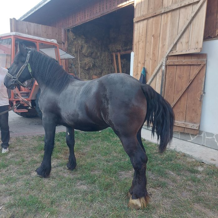 Manji de vânzare