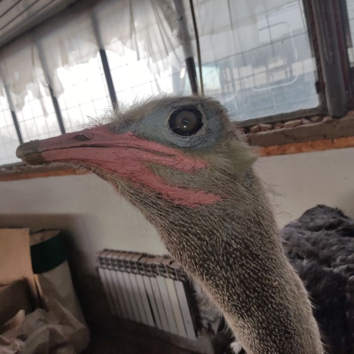 Чучело страуса продаю