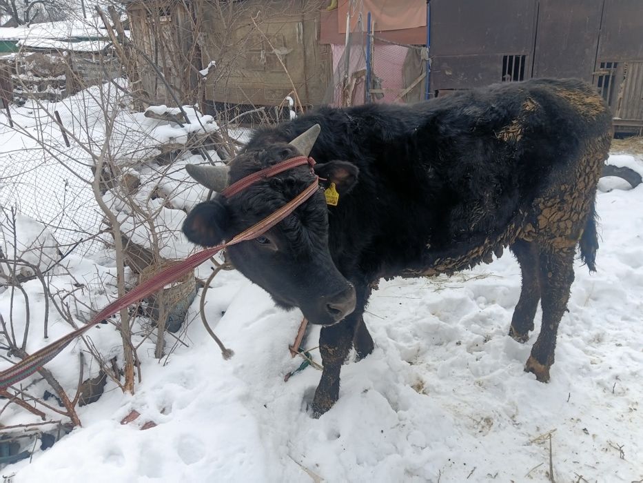 Продам бычки Полтарашки