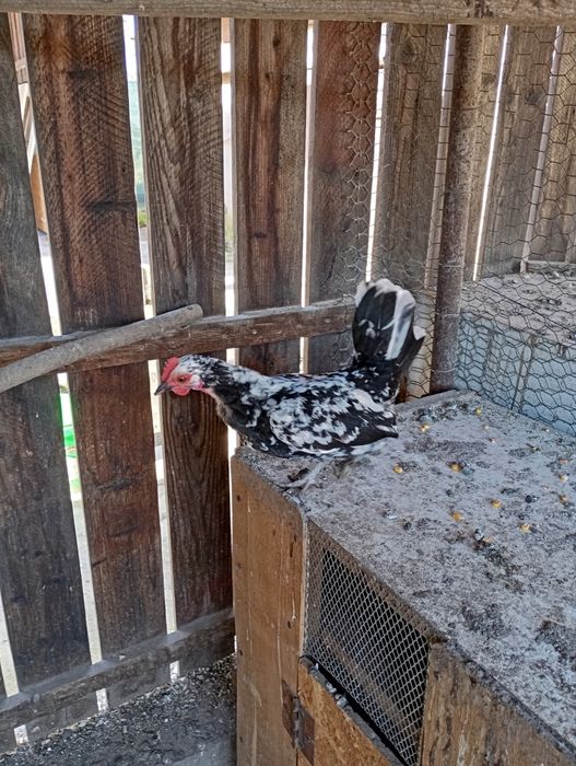 Vând o familie de liliputi 4 găini adulte și un cocos plus o găi.feoni