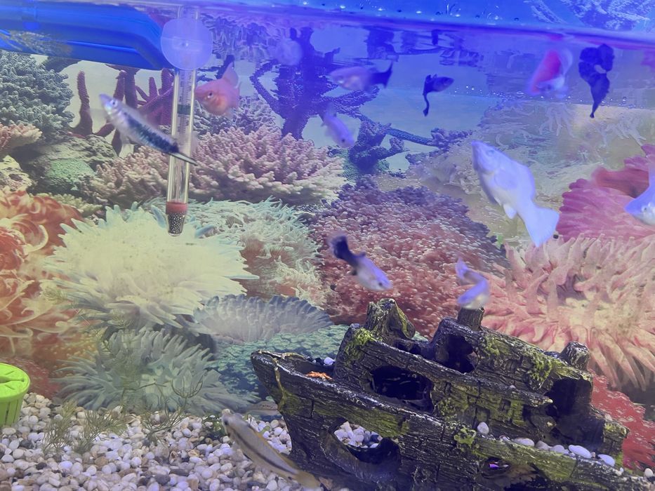 Рыбы аквариумные