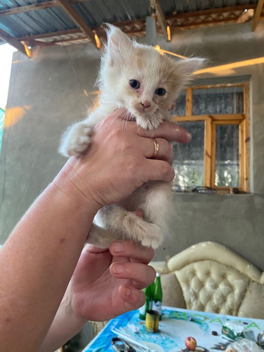 Котята девочки очень милые