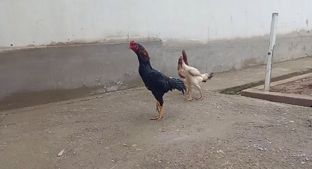 Jo'jala sotiladi bobo, dakan