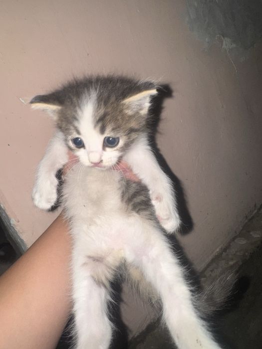 Продам котят срочно